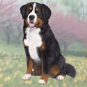 BERNESE MT. DOG SITTING HOME COASTERS