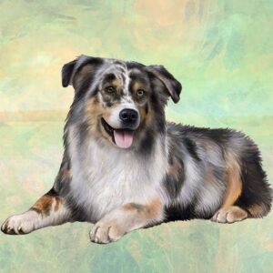 AUSTRALIAN SHEPHERD LAYING HOME COASTERS