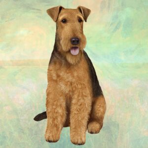 ARIDALE TERRIER SITTING HOME COASTERS