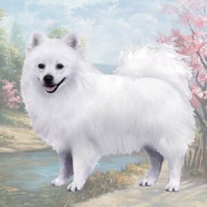 AMERICAN ESKIMO DOG, STANDING HOME COASTERS